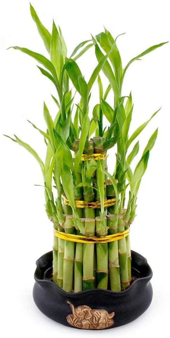 Lucky Bamboo Plant(Lucky Bamboo / Friendship Bamboo)